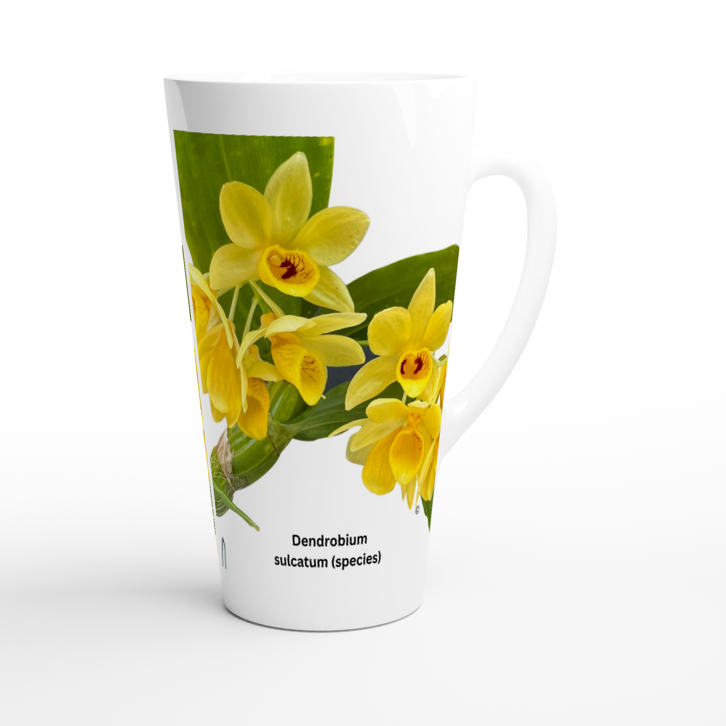 Dendrobium Sulcatum Orchid Latte Mug