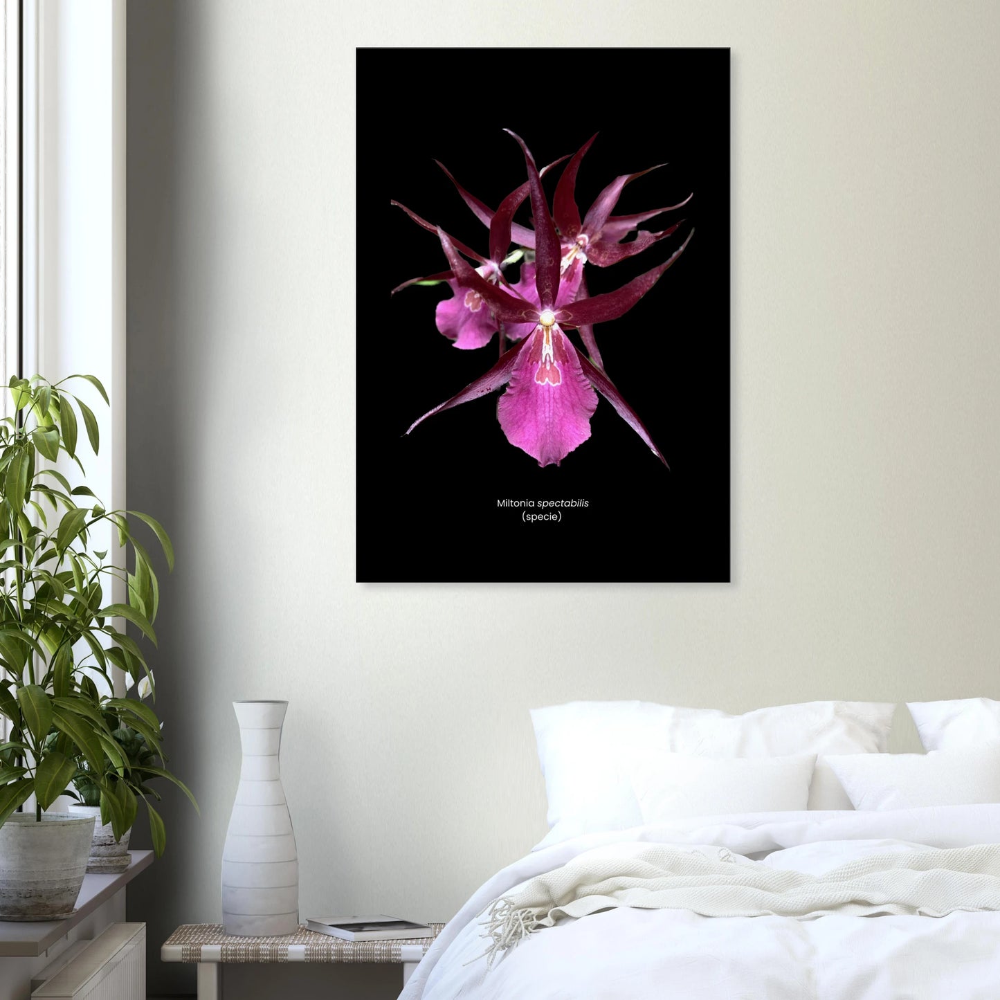 Miltonia spectabilis (species) Orchid Black Canvas Print