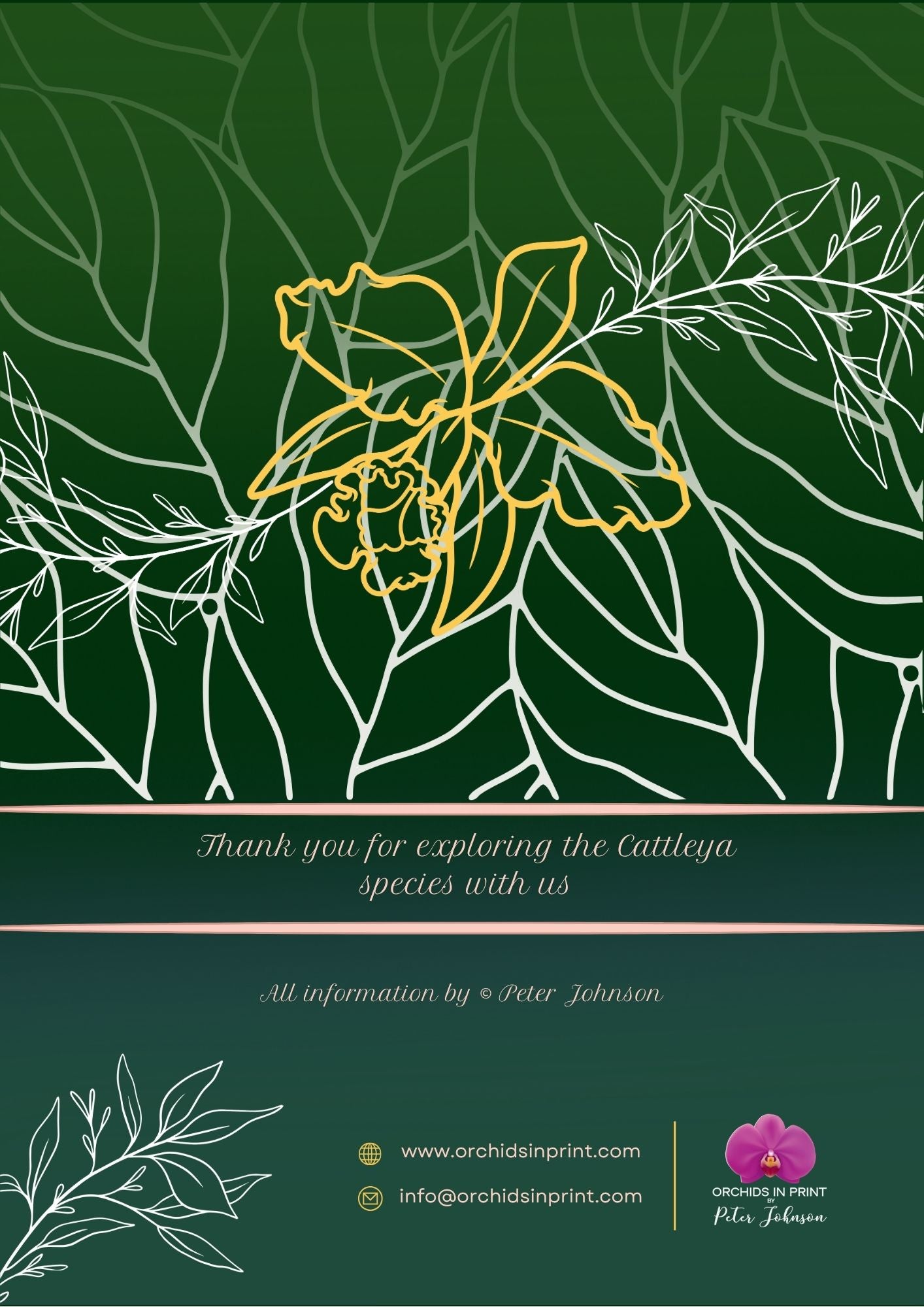 Cattleya Orchid Growing Guide