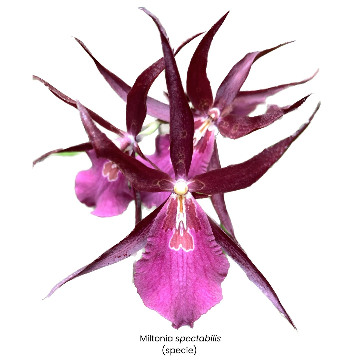 Miltonia spectabilis Digital White Image