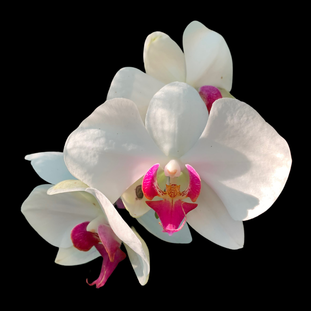 White Phalaenopsis Orchid Digital Image