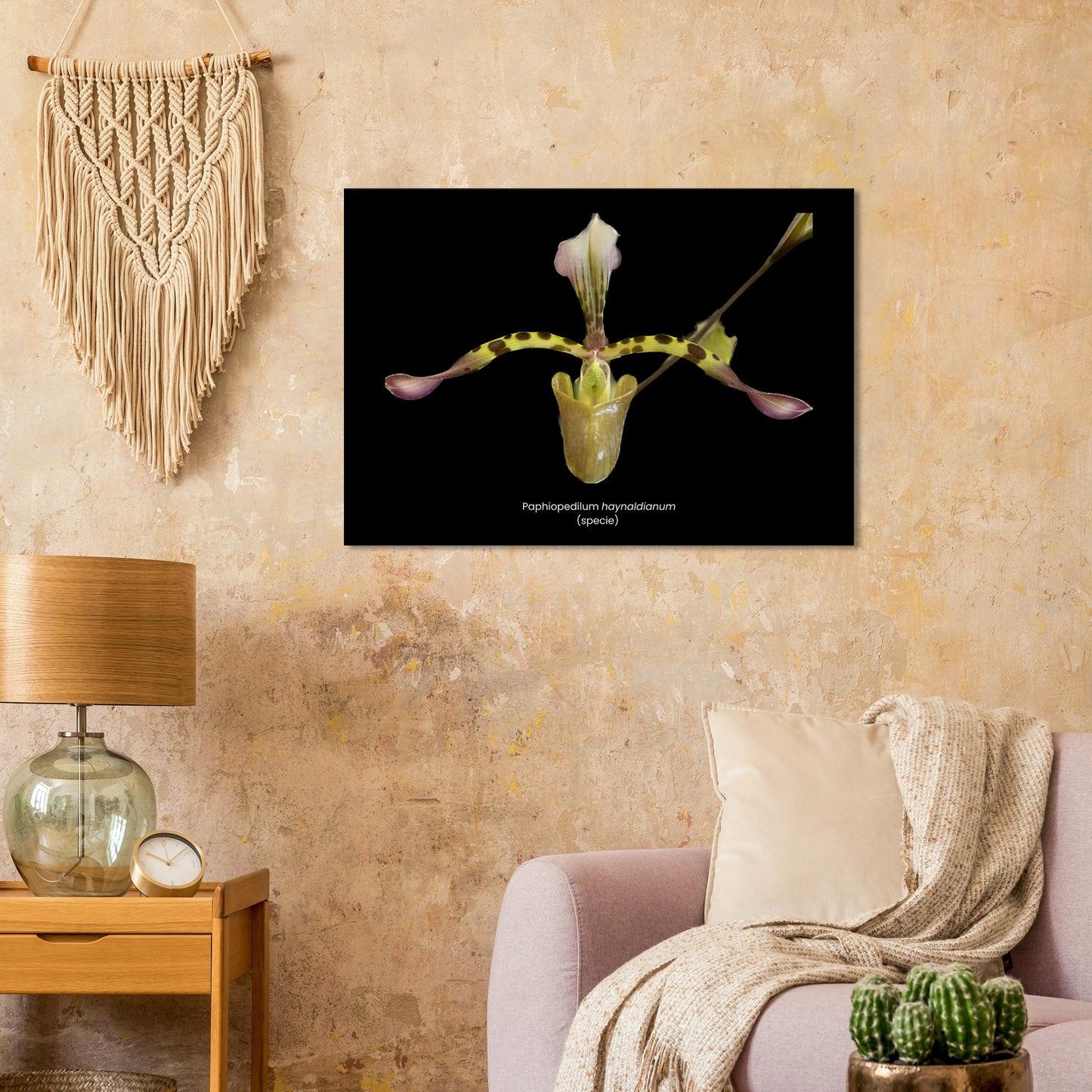 Paphiopedilum haynaldianum (species) Orchid Canvas Print