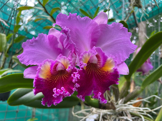 January February Orchid Checklists