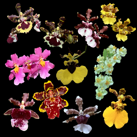 Oncidium Orchids