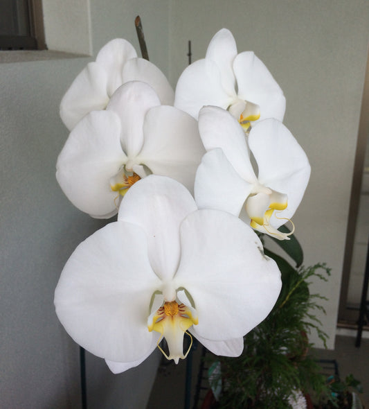Phalaenopsis Cultural Notes