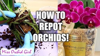 Orchids In Print - The Orchid Girl