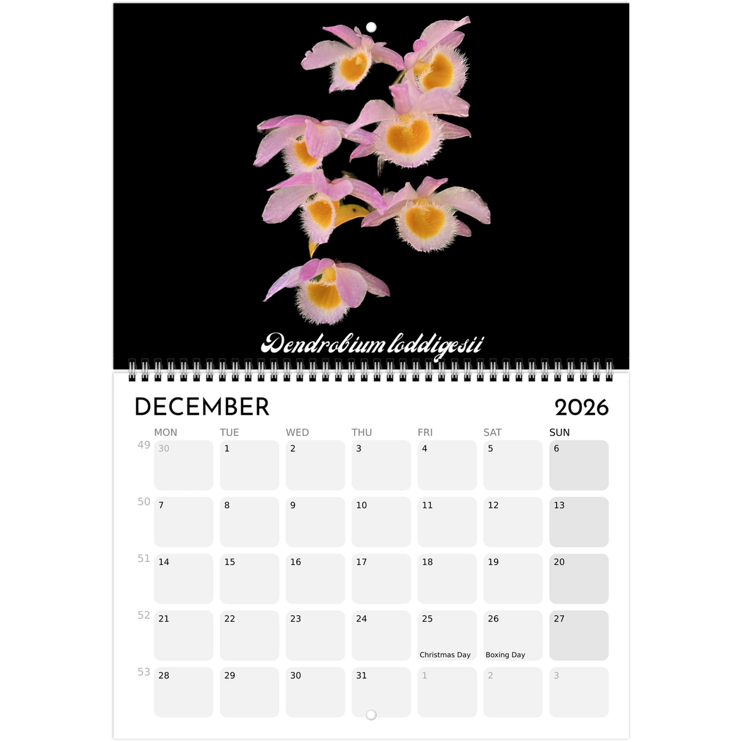 Species Orchids  2026 Calendar