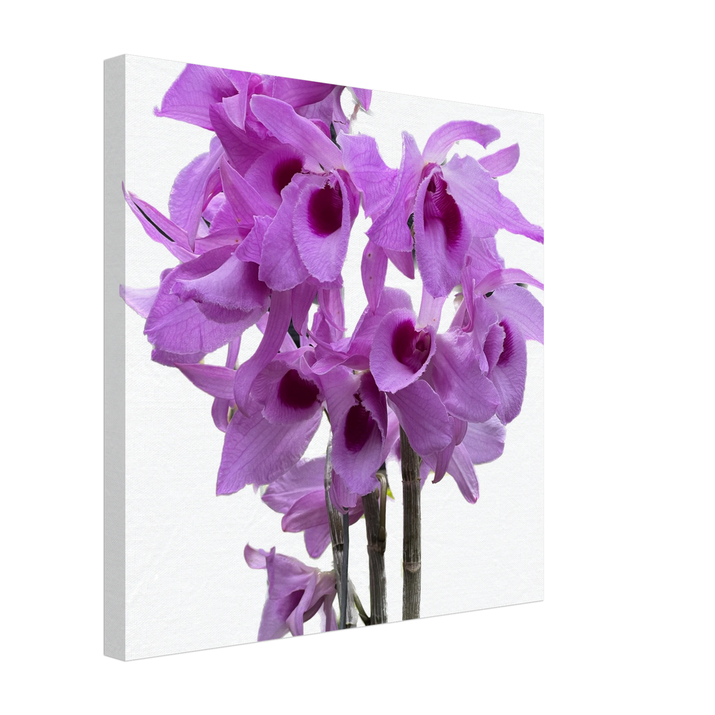 Dendrobium anosmum superbum 'Blue Lip' Orchid Canvas Print