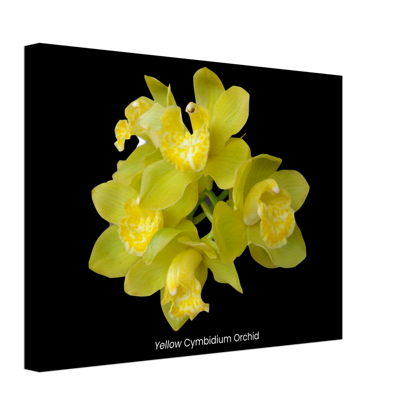 Yellow Cymbidium Orchid Canvas Print