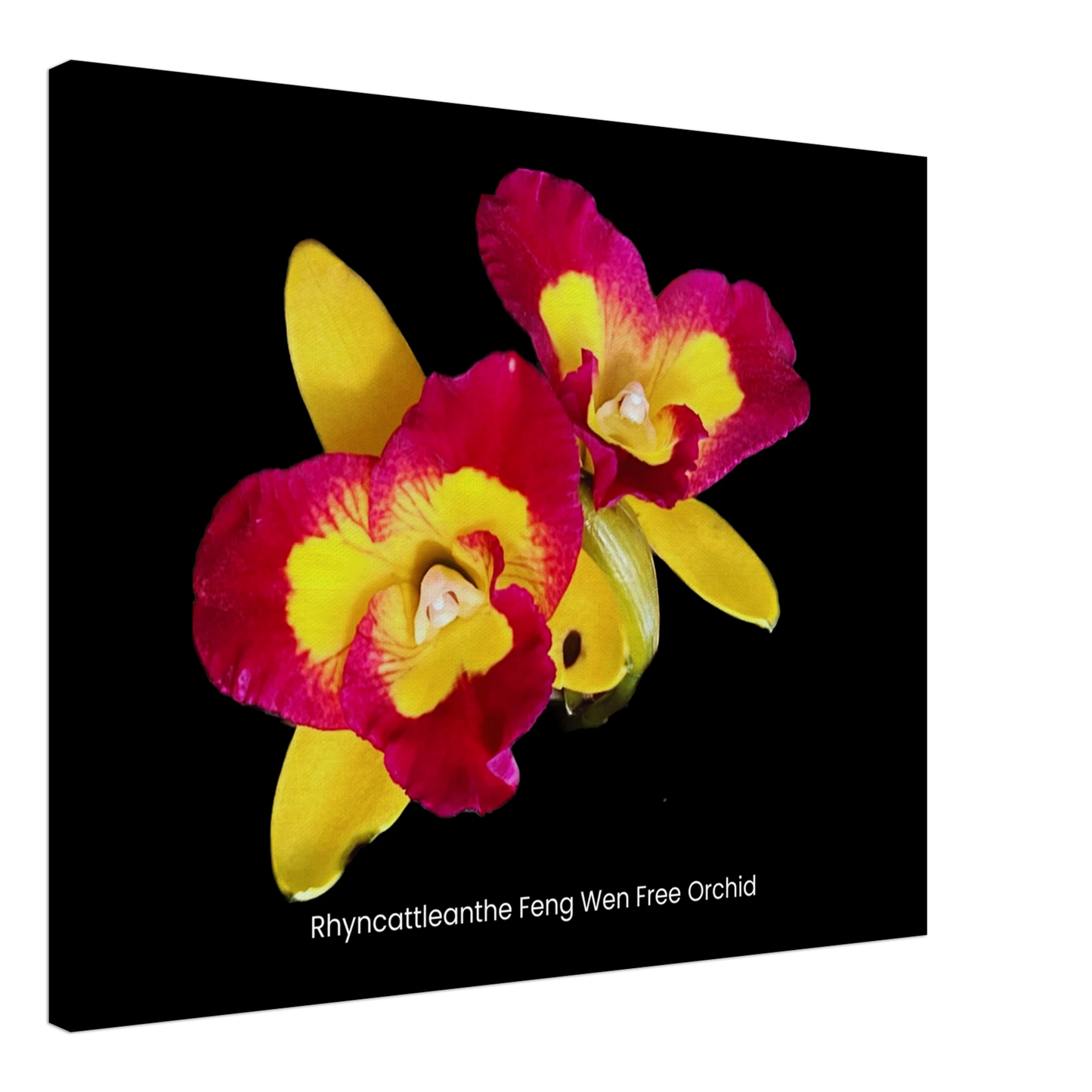 Rhyncattleanthe Feng Weng Free Orchid Canvas Print