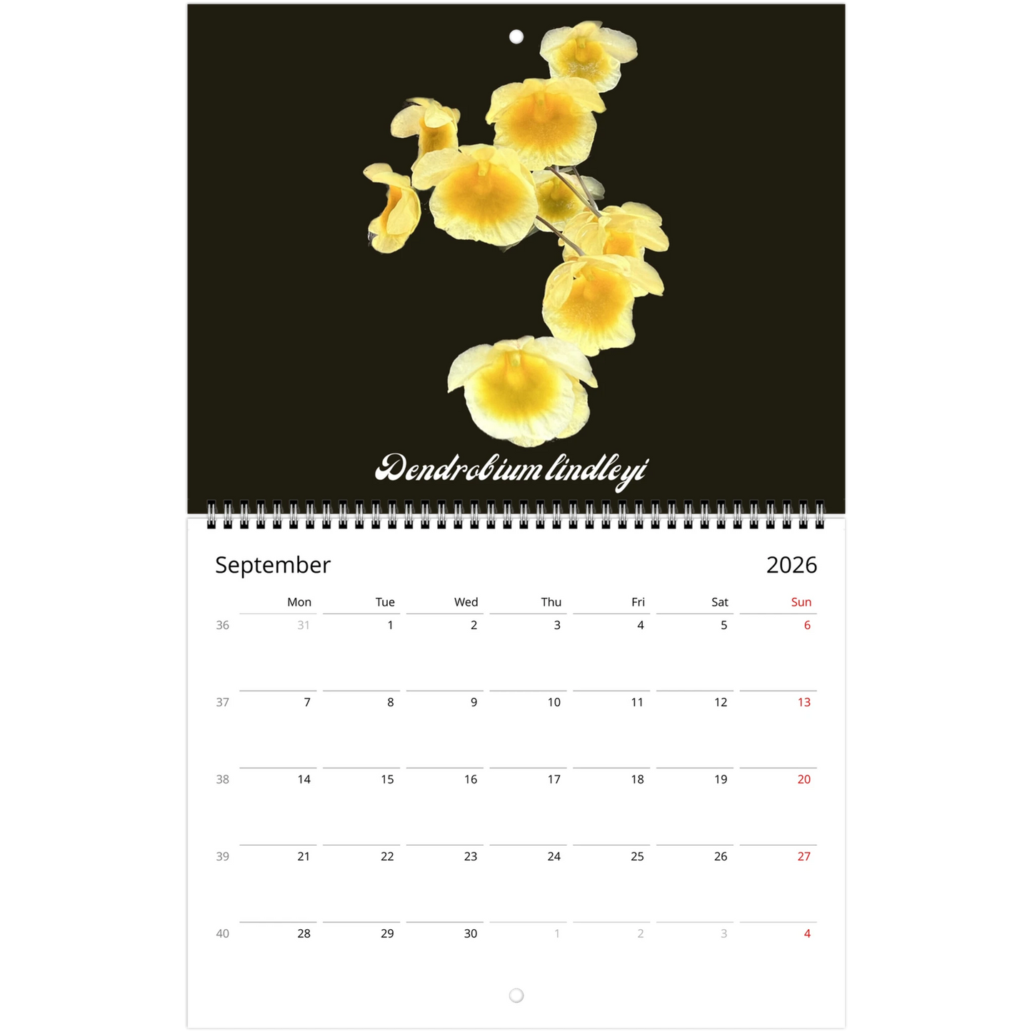 Species Orchids 2026 Wall Calendar (US & CA)