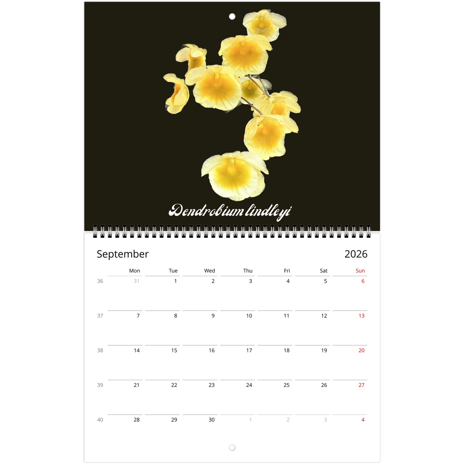 Species Orchids 2026 Wall Calendar (US & CA)