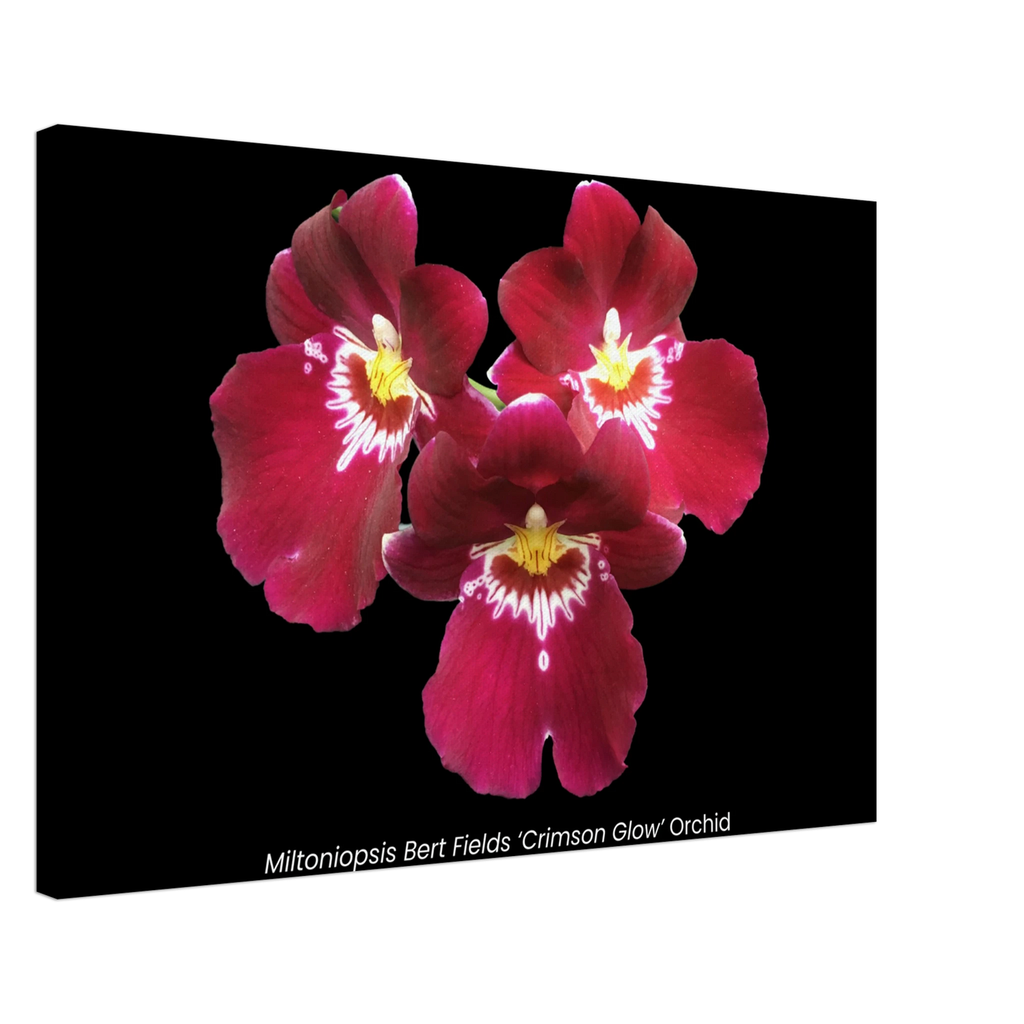 Miltoniopsis Bert Fields 'Crimson Glow' Orchid Canvas Print