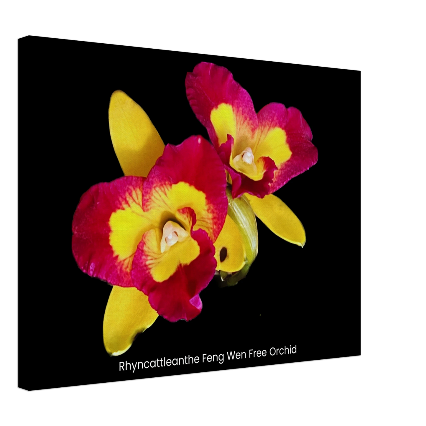 Rhyncattleanthe Feng Weng Free Orchid Canvas Print