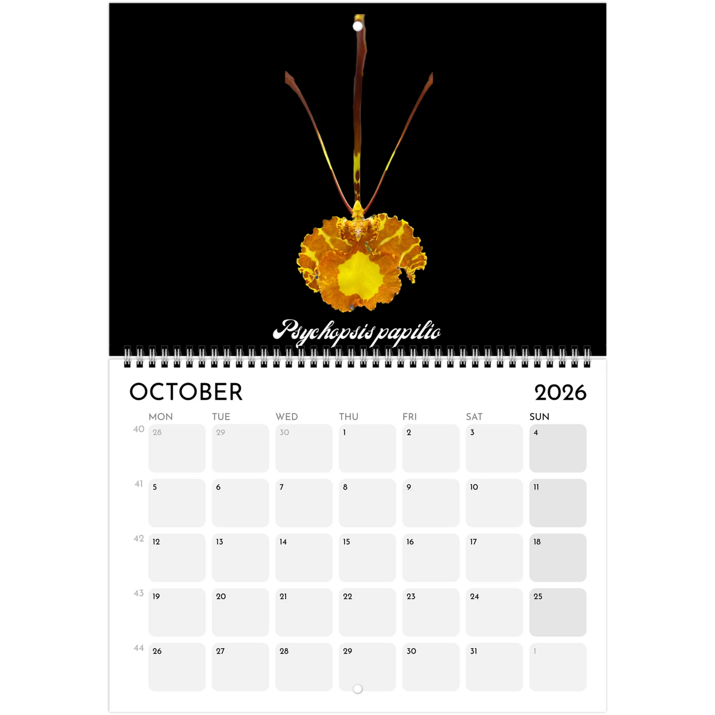Species Orchids  2026 Calendar