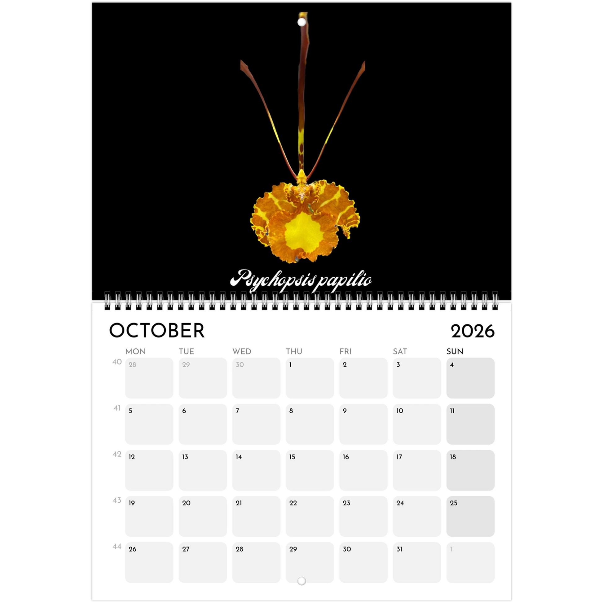 Species Orchids  2026 Calendar