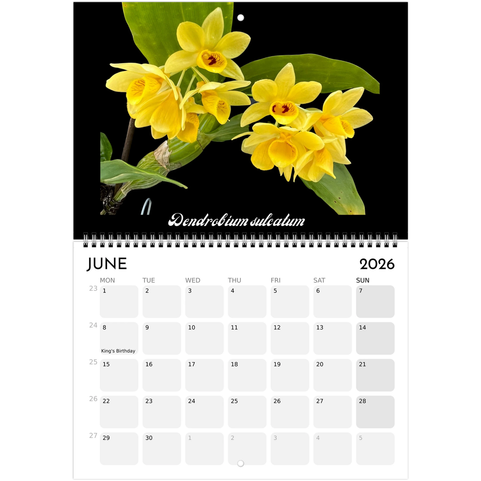 Species Orchids  2026 Calendar