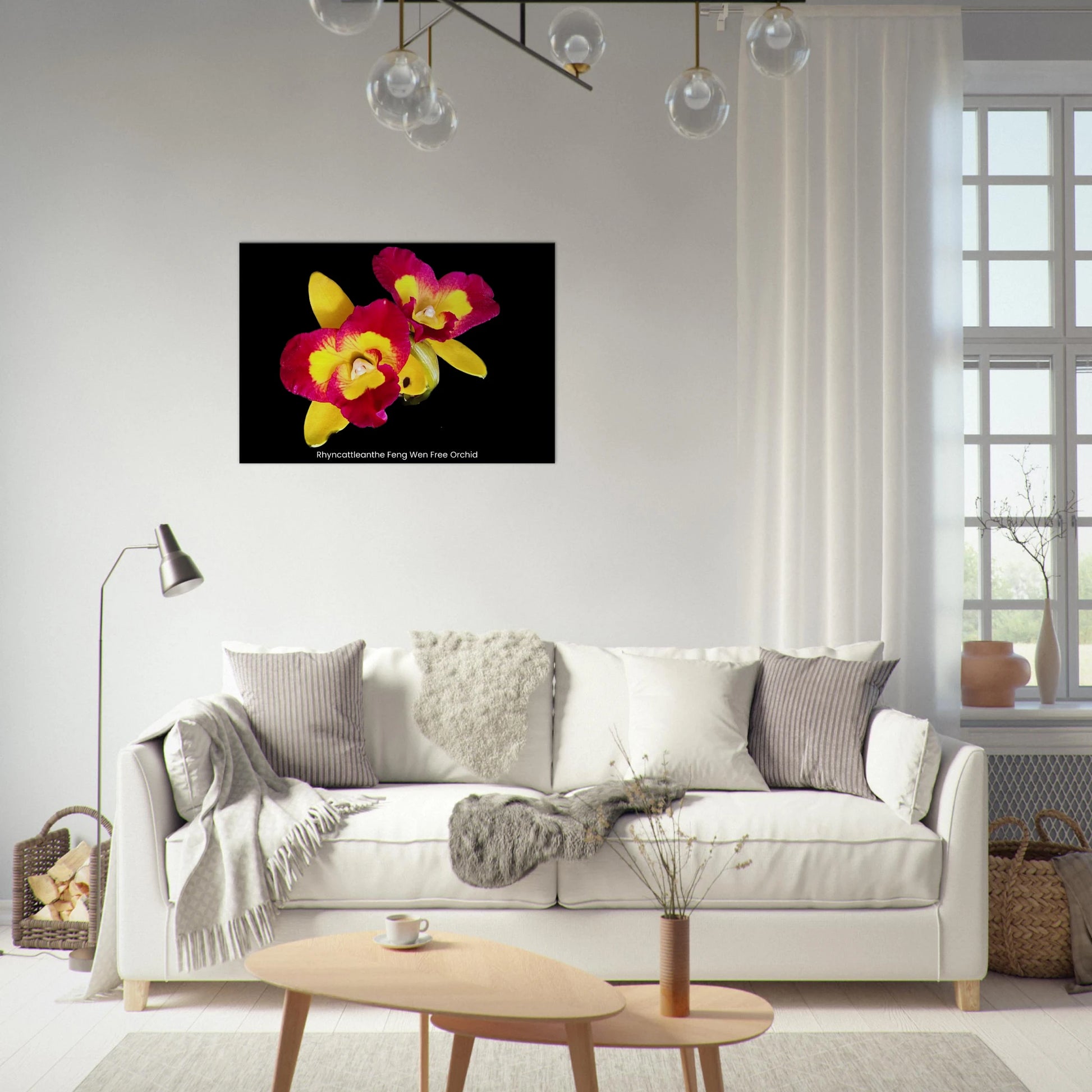Rhyncattleanthe Feng Weng Free Orchid Canvas Print