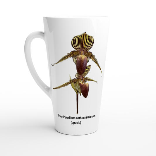 Paphiopedilum rothschildianum Orchid Latte Mug