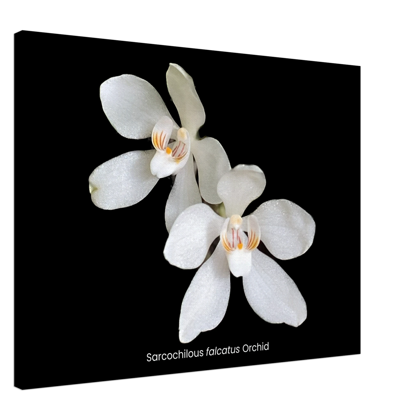 Sarcochilous falcatus Orchid Canvas Print