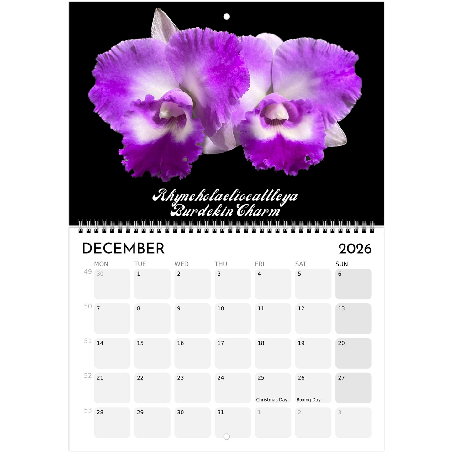 "Catts" In Black 2026 Calendar