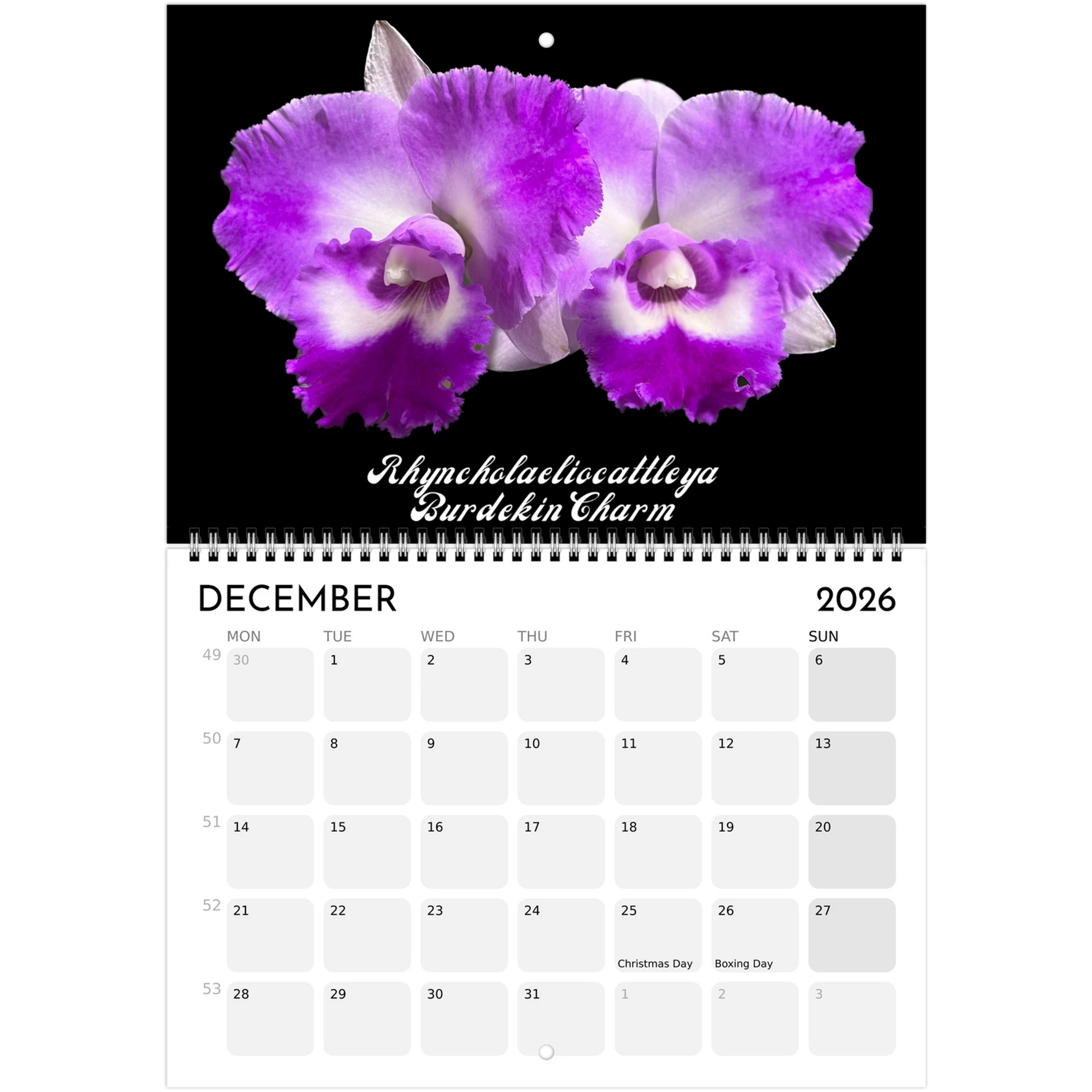 "Catts" In Black 2026 Calendar