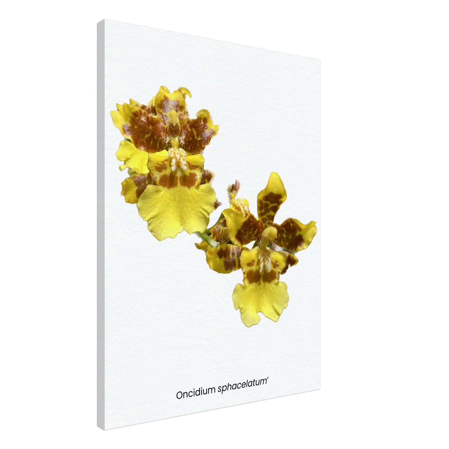 15b22991-bfd3-4b60-bd20-33167c39a754