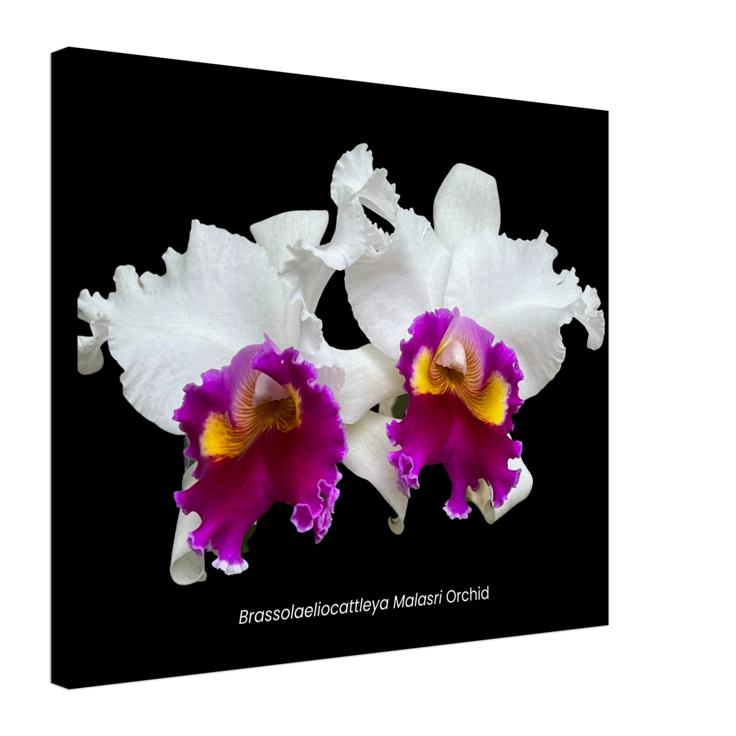 Brassolaeliocattleya Malasri Orchid Canvas Print