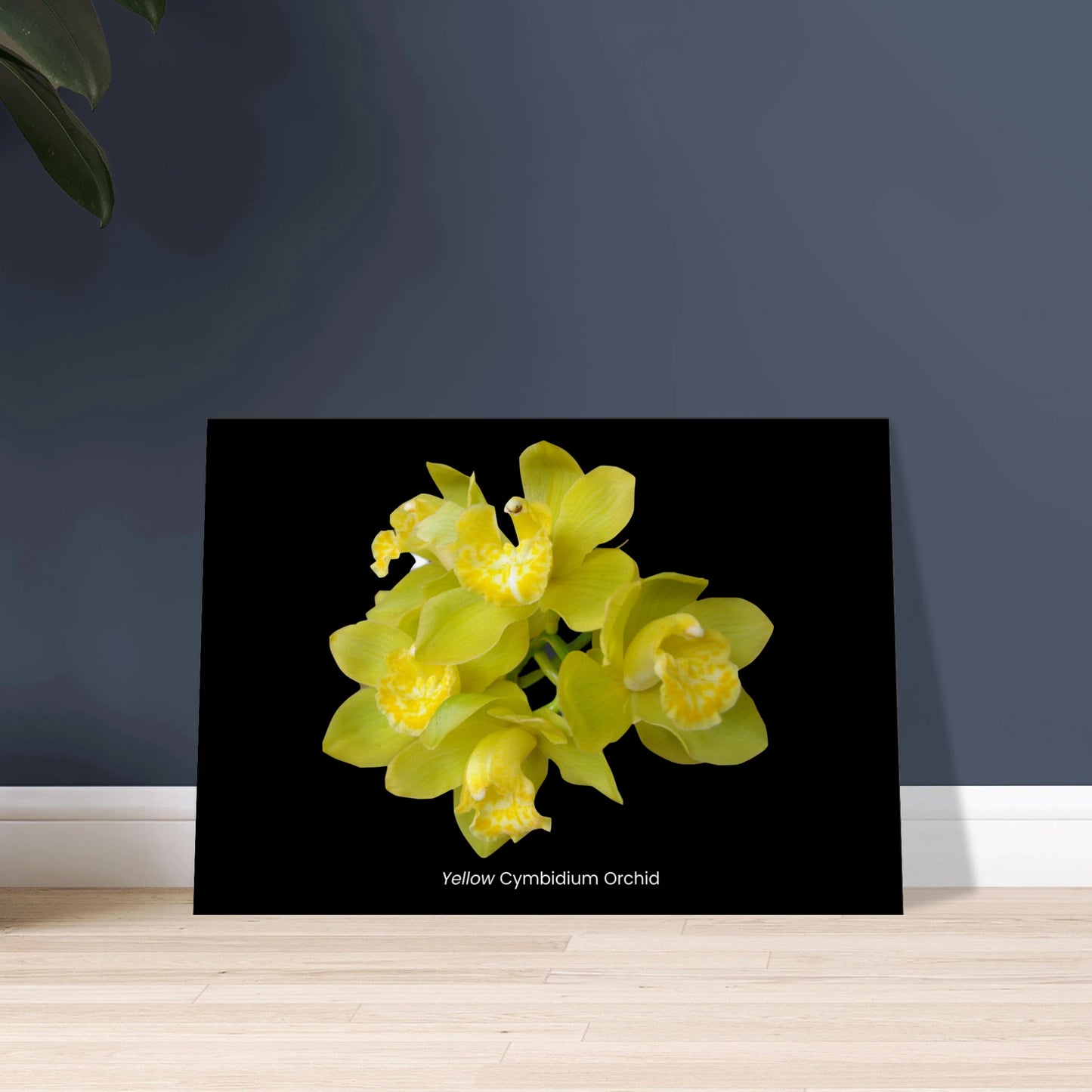 Yellow Cymbidium Orchid Canvas Print