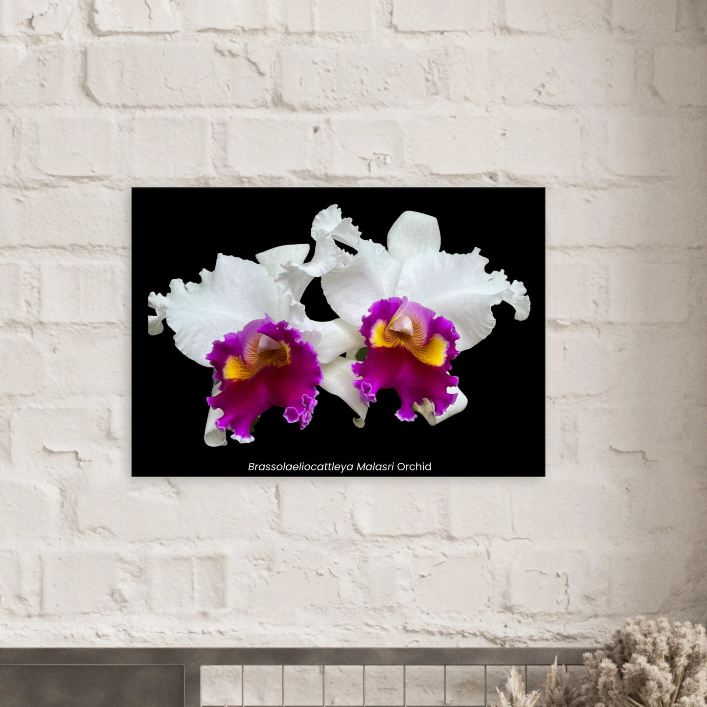 Brassolaeliocattleya Malasri Orchid Canvas Print