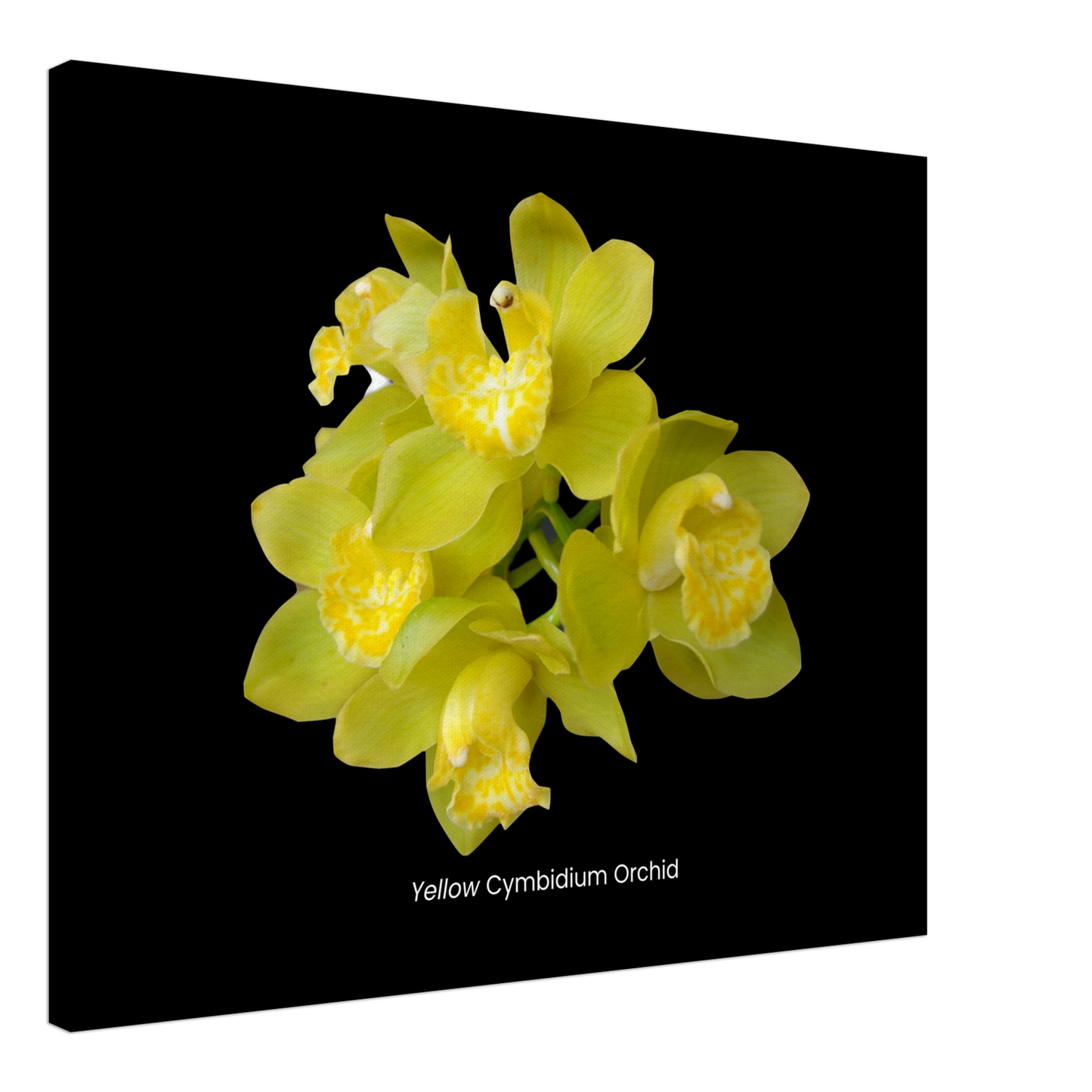 Yellow Cymbidium Orchid Canvas Print