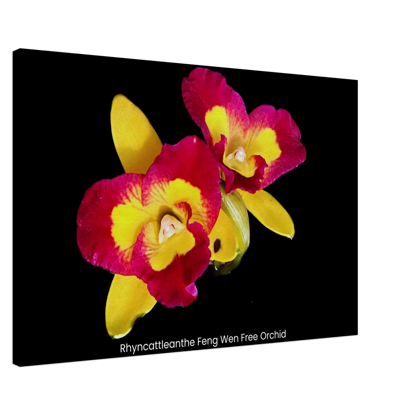 Rhyncattleanthe Feng Weng Free Orchid Canvas Print