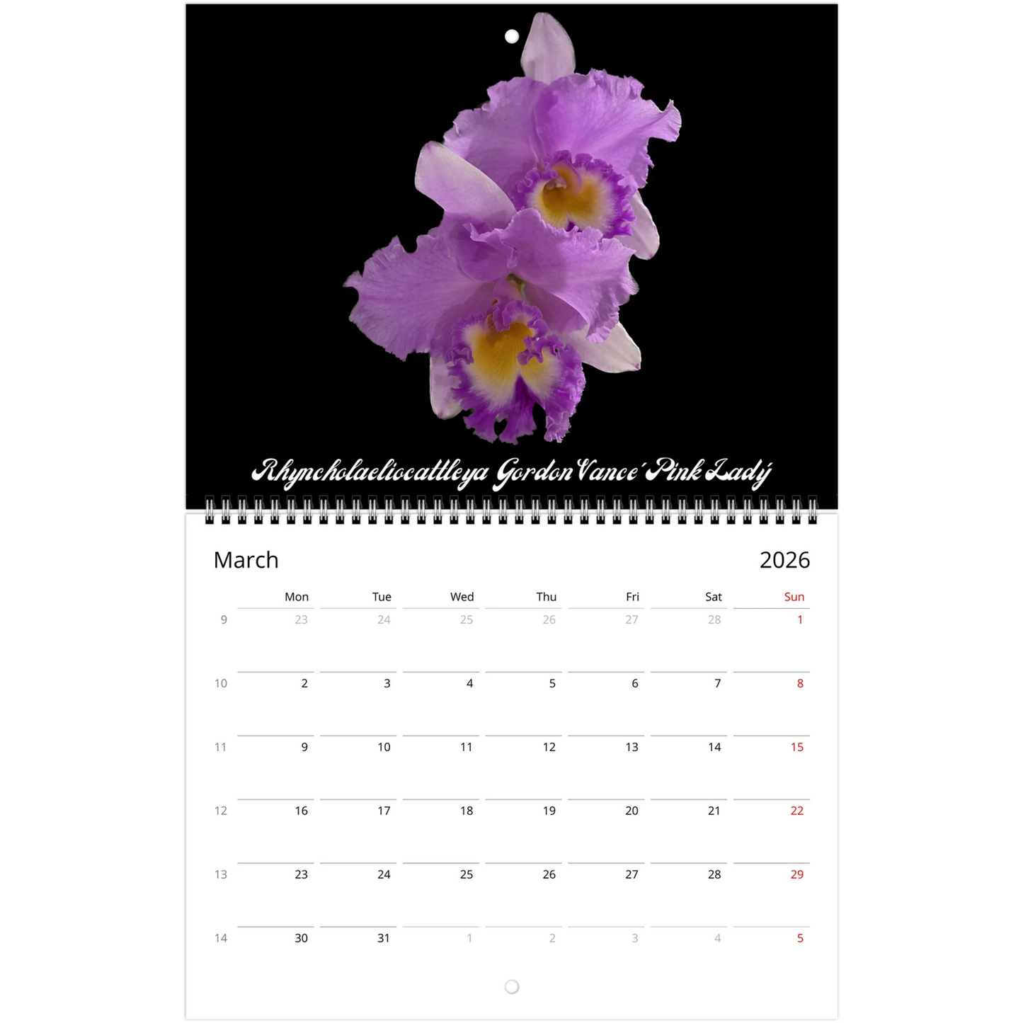 2Catt's In Black Orchids 2026 Calendar (US & CA)