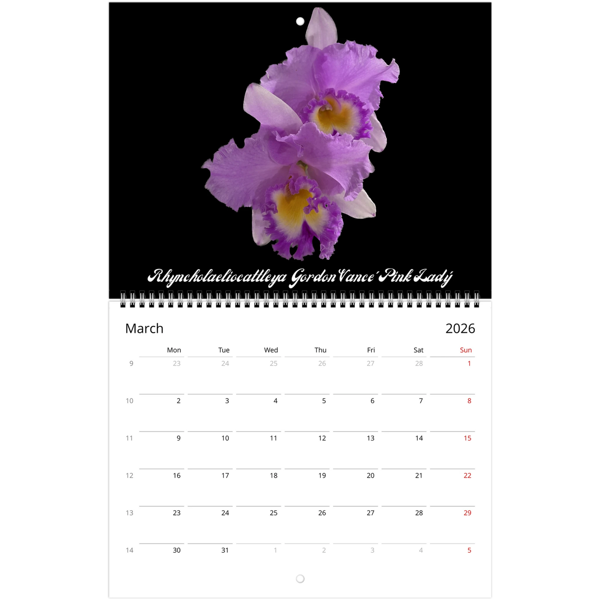 2Catt's In Black Orchids 2026 Calendar (US & CA)
