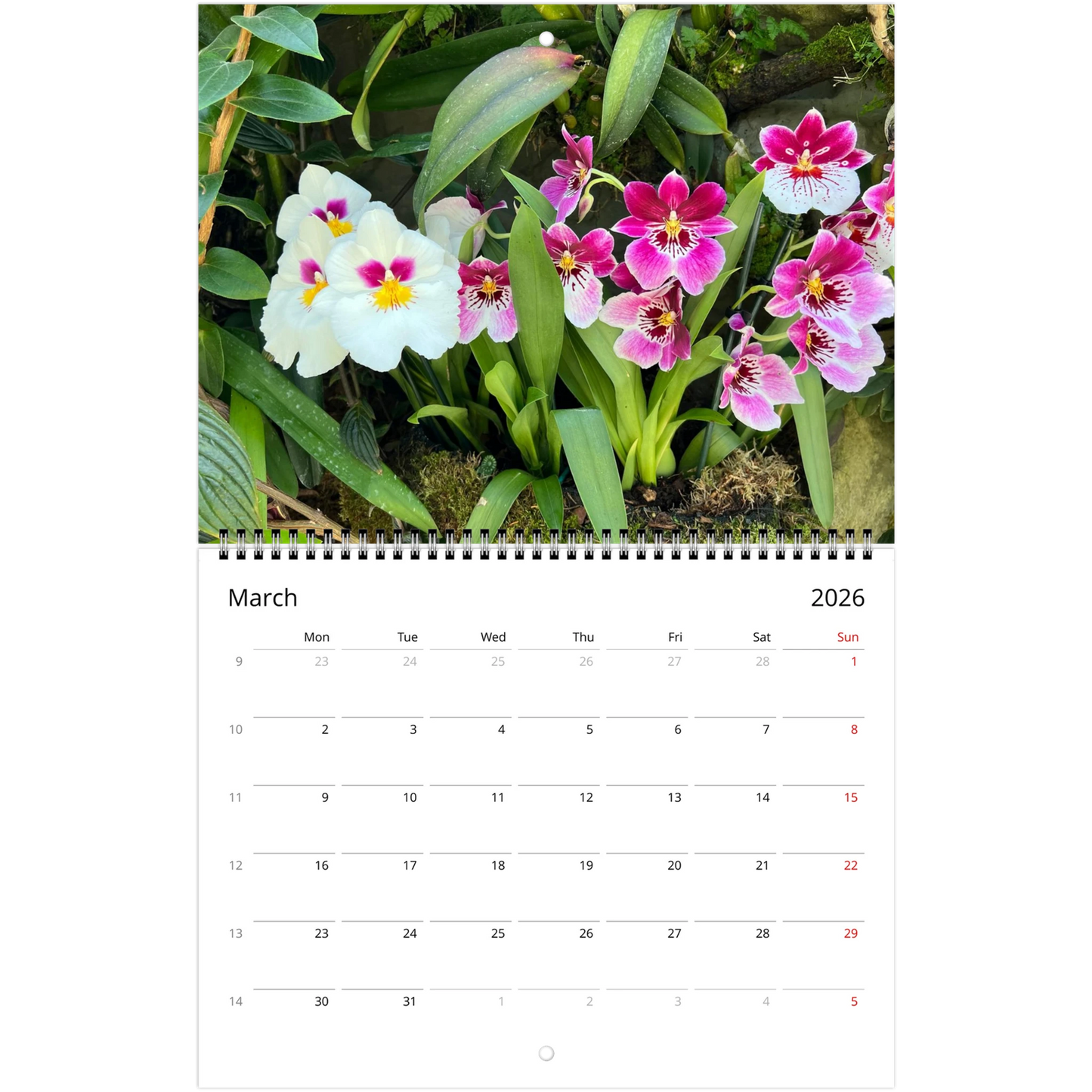 Singapore Nation Orchid Garden 2026 Calendar  (US & CA)