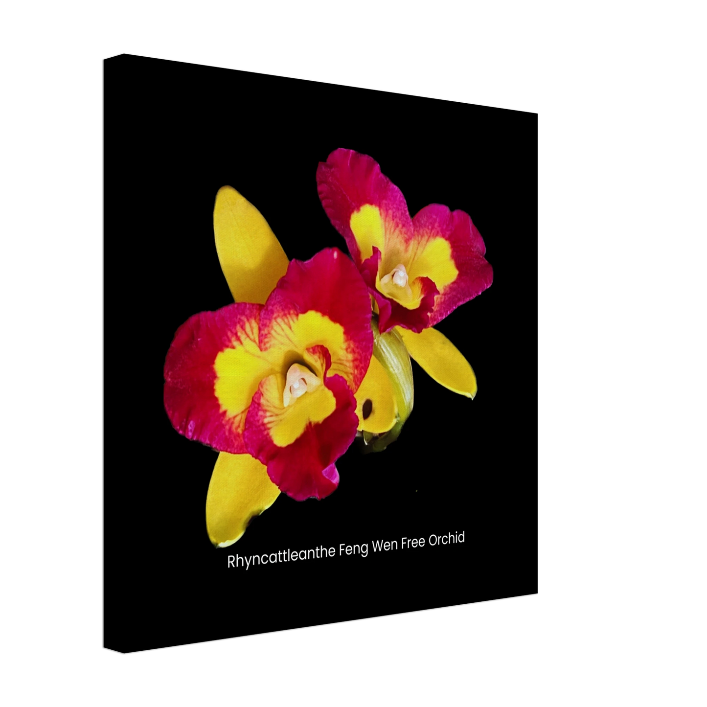 Rhyncattleanthe Feng Weng Free Orchid Canvas Print