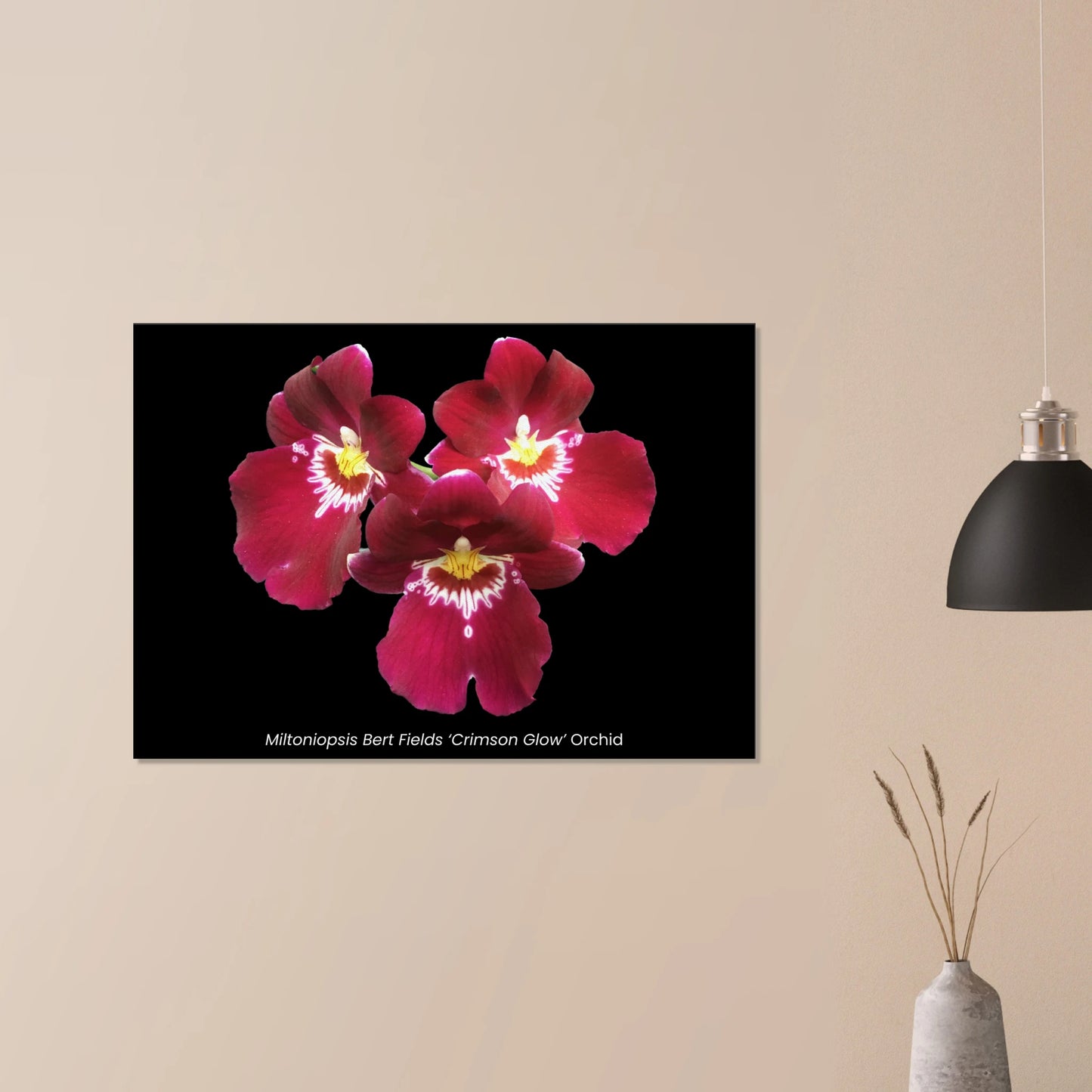 Miltoniopsis Bert Fields 'Crimson Glow' Orchid Canvas Print