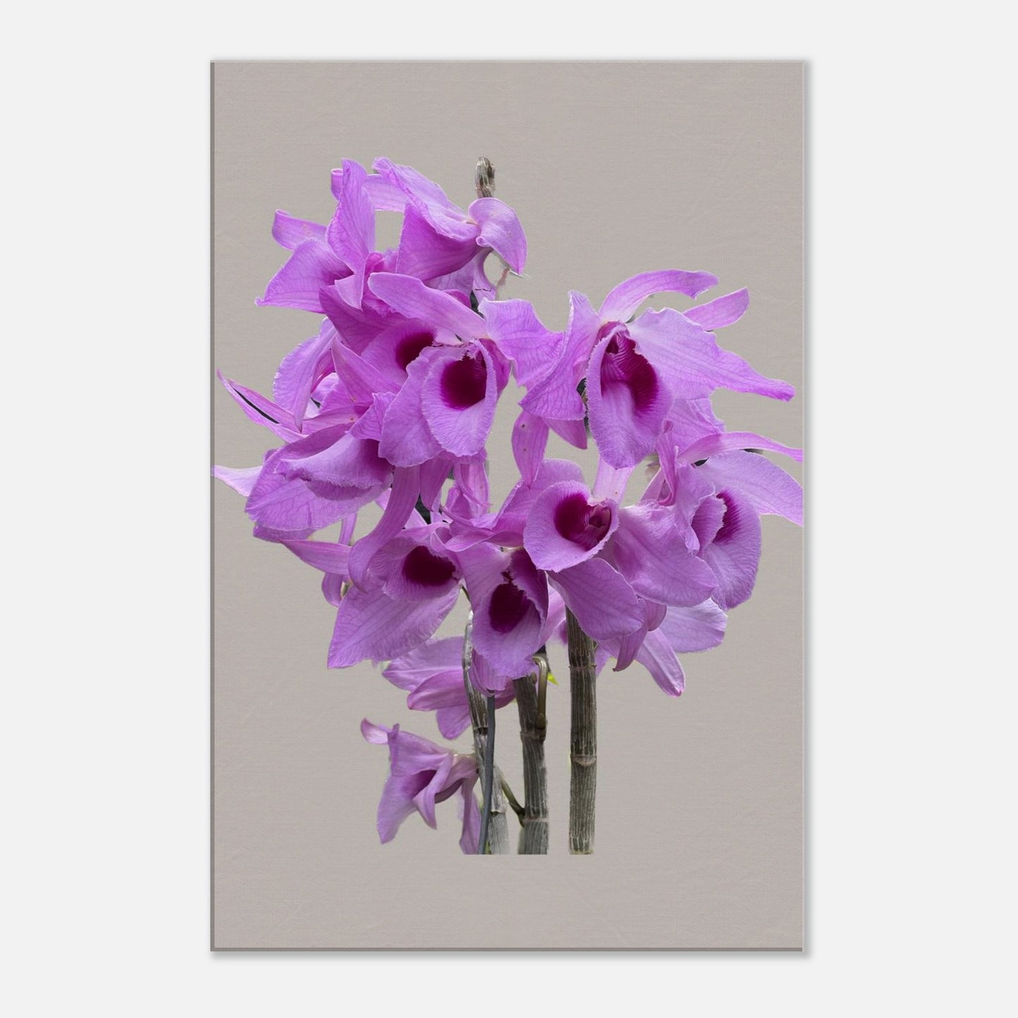 Dendrobium anosmum superbum 'Blue Lip' Orchid Greig Canvas Print