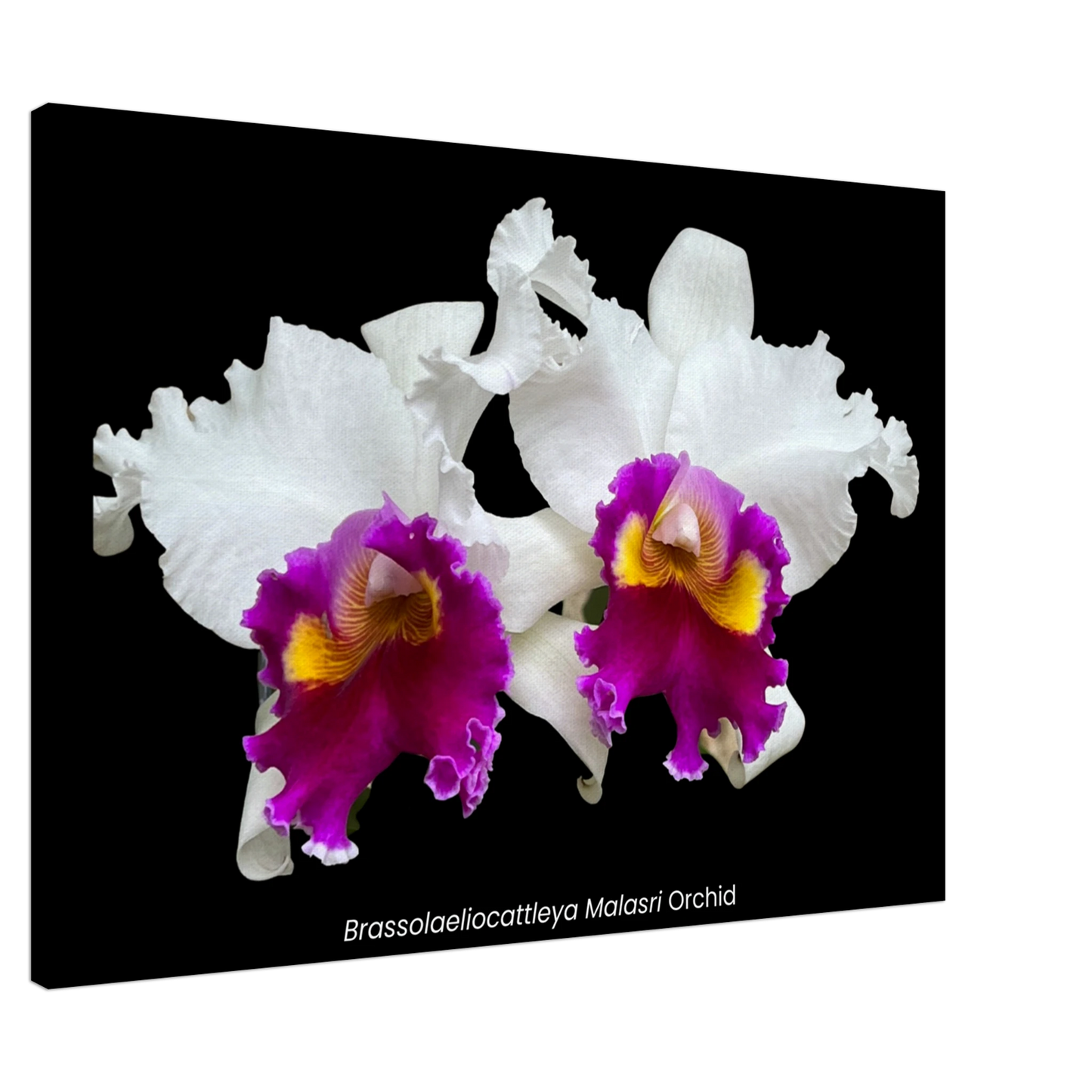 Brassolaeliocattleya Malasri Orchid Canvas Print