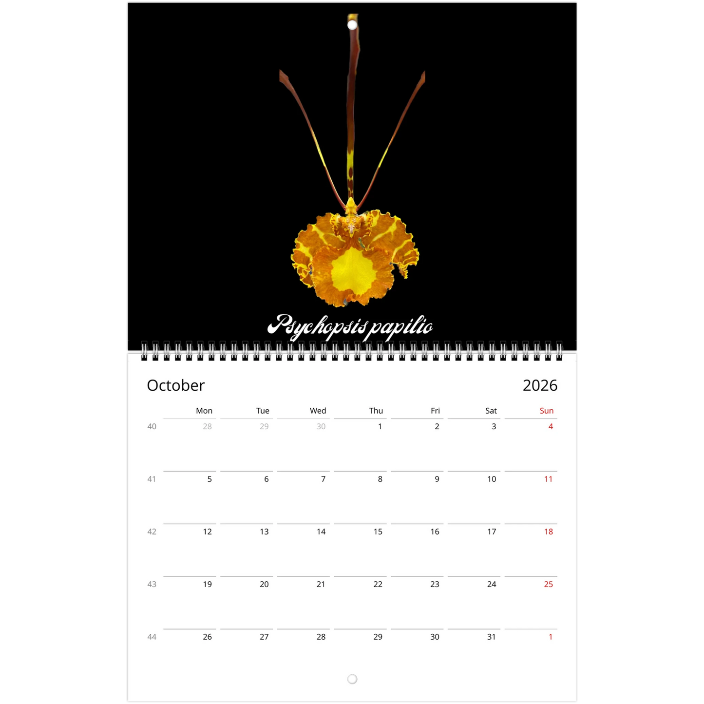 Species Orchids 2026 Wall Calendar (US & CA)