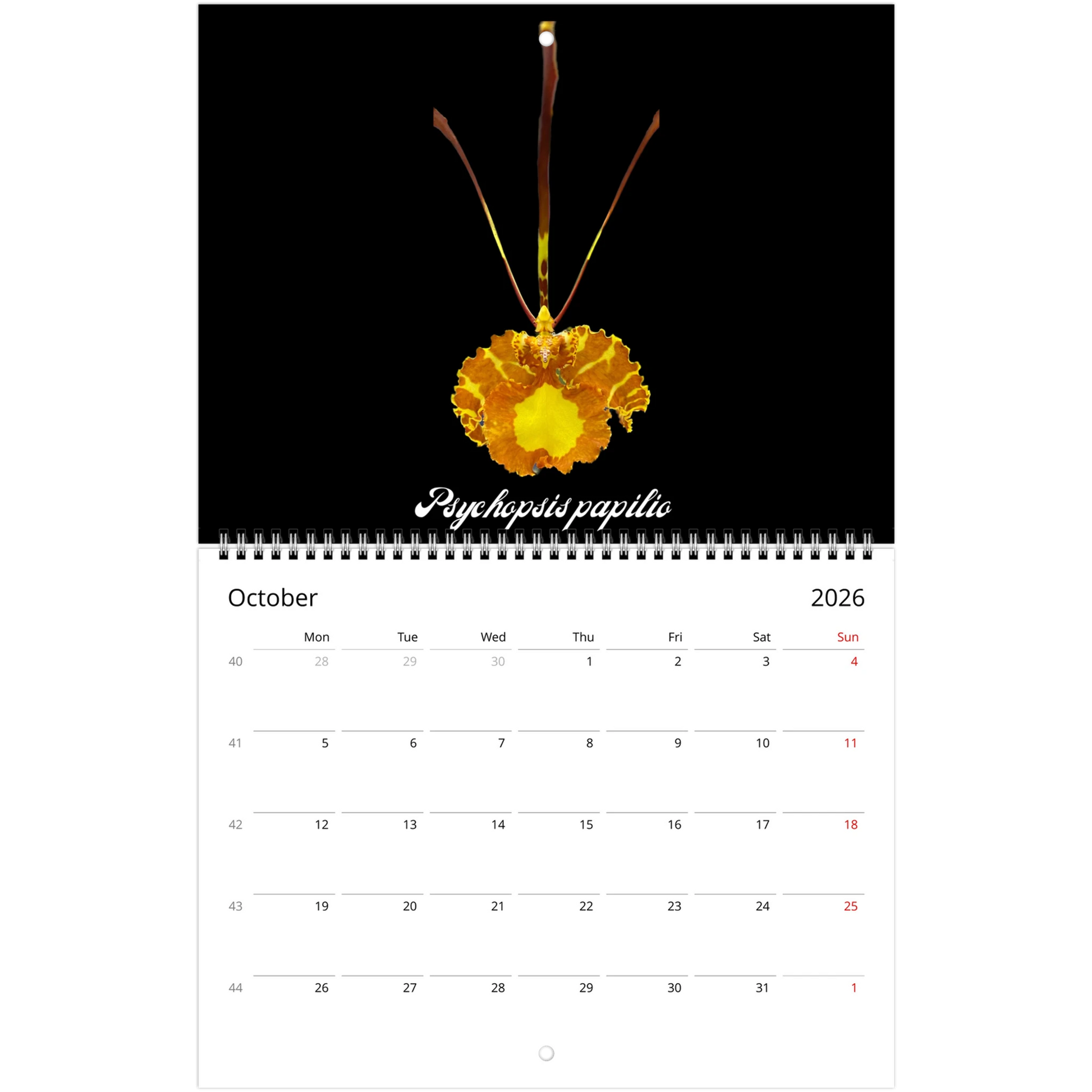 Species Orchids 2026 Wall Calendar (US & CA)