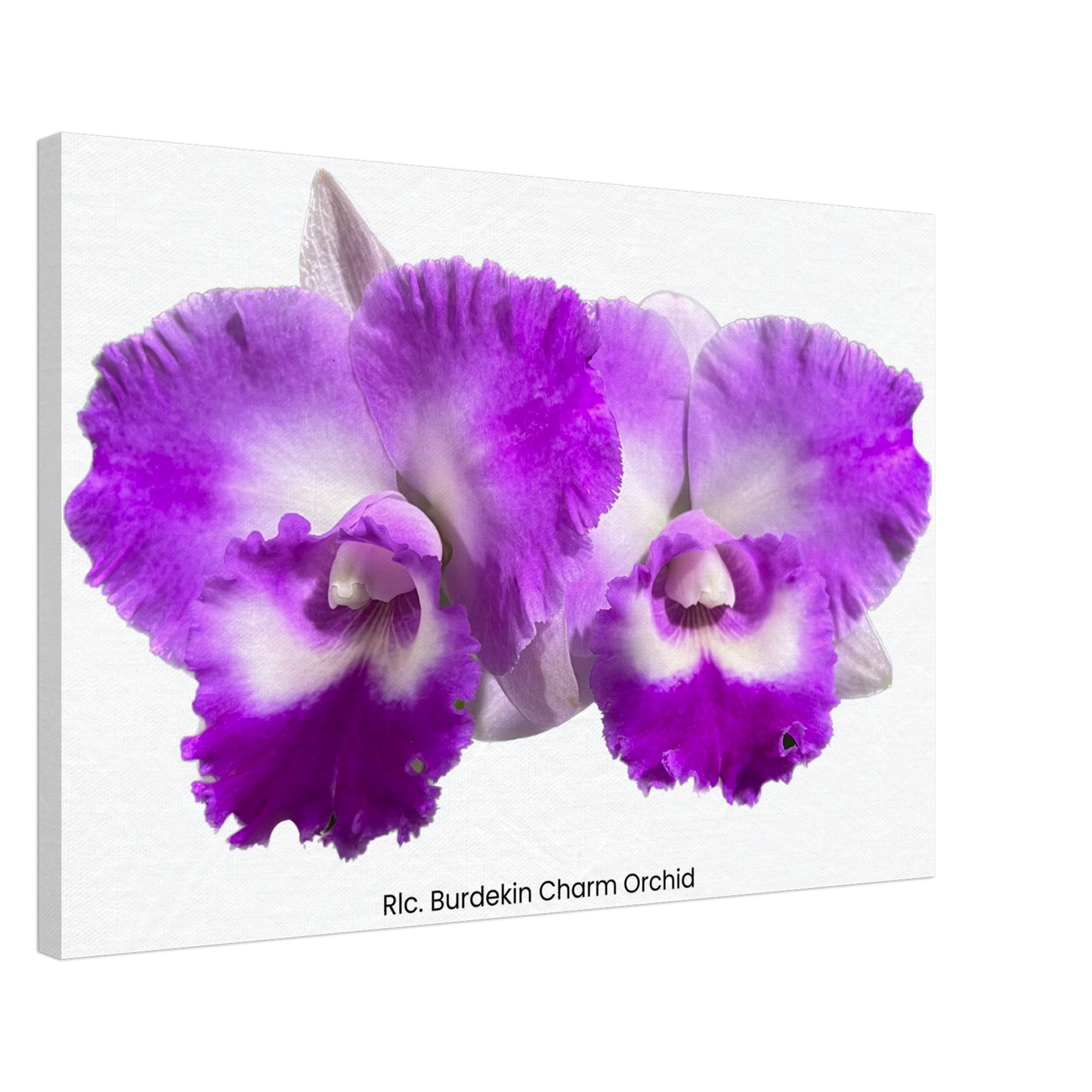 Rhyncholaeliocattleya Burdekin Charm Orchid Canvas Print
