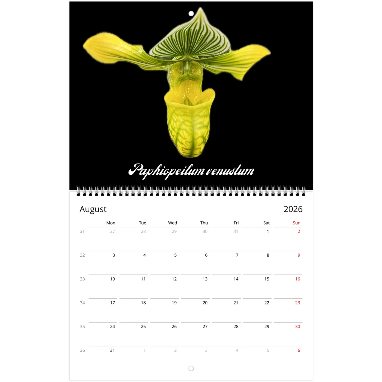 Loving Orchids 2026 Calendar (US & CA)