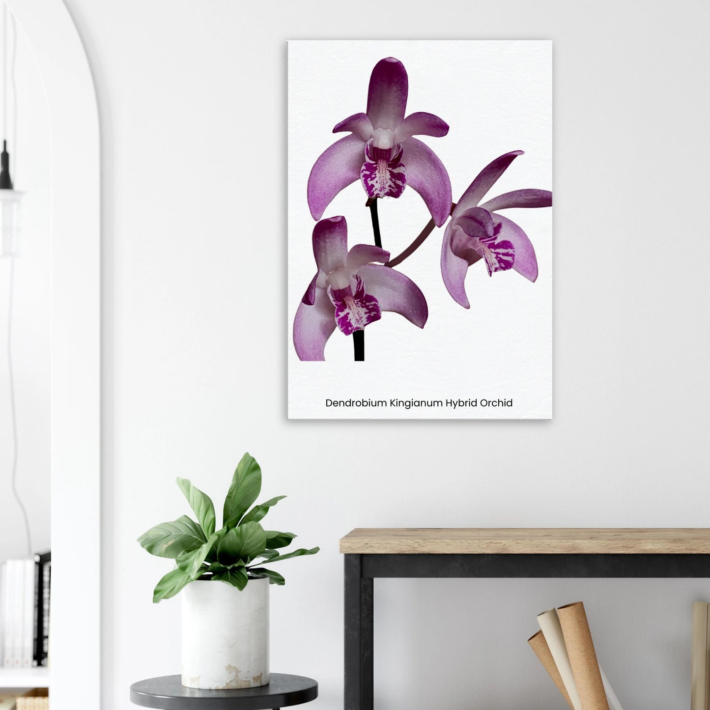 Dendrobium Kingianum Hybrid Orchid Canvas Print