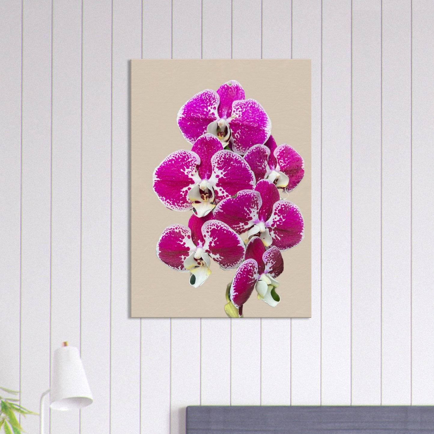 Pink & White Phalaenopsis Sand Orchid Canvas Print