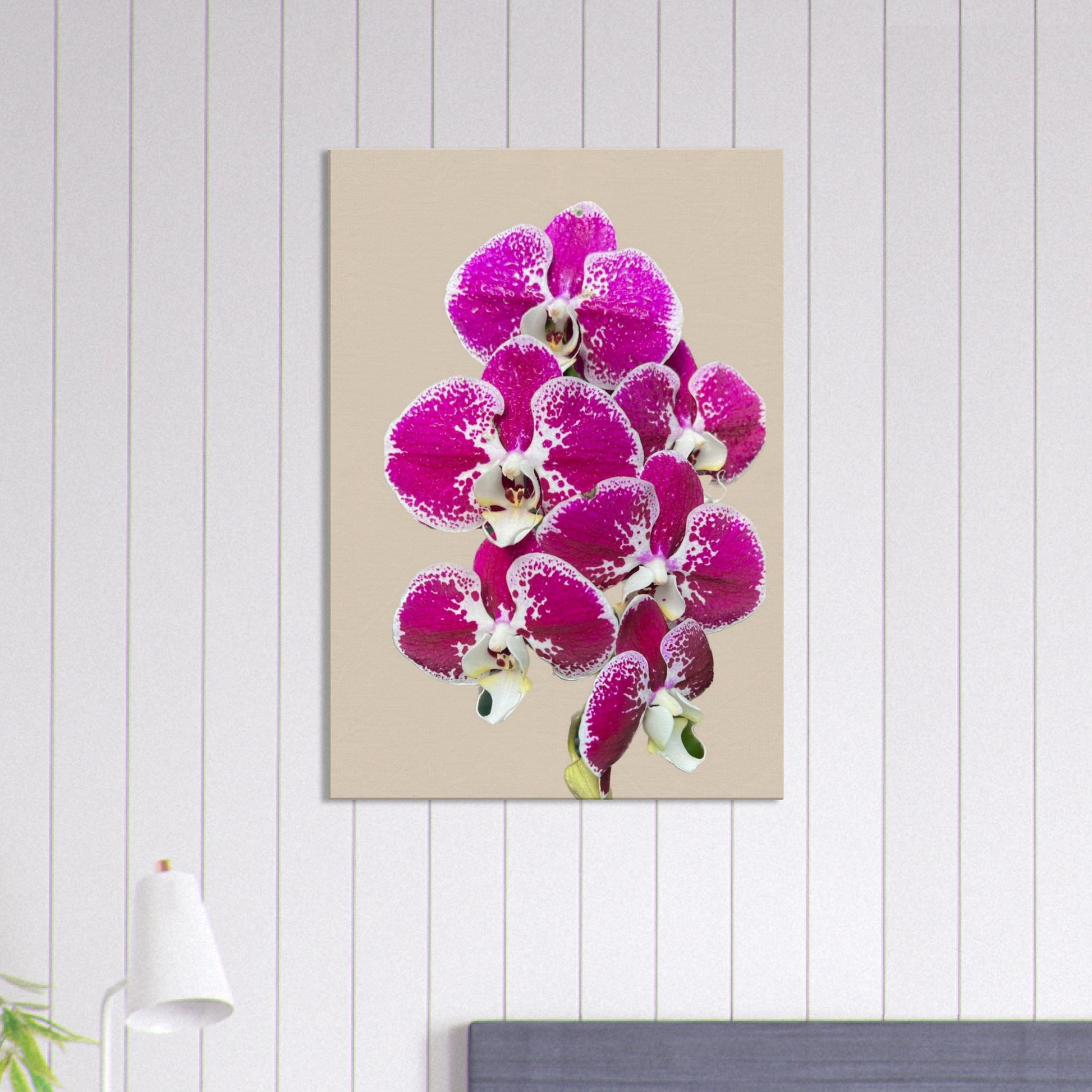 Pink & White Phalaenopsis Sand Orchid Canvas Print