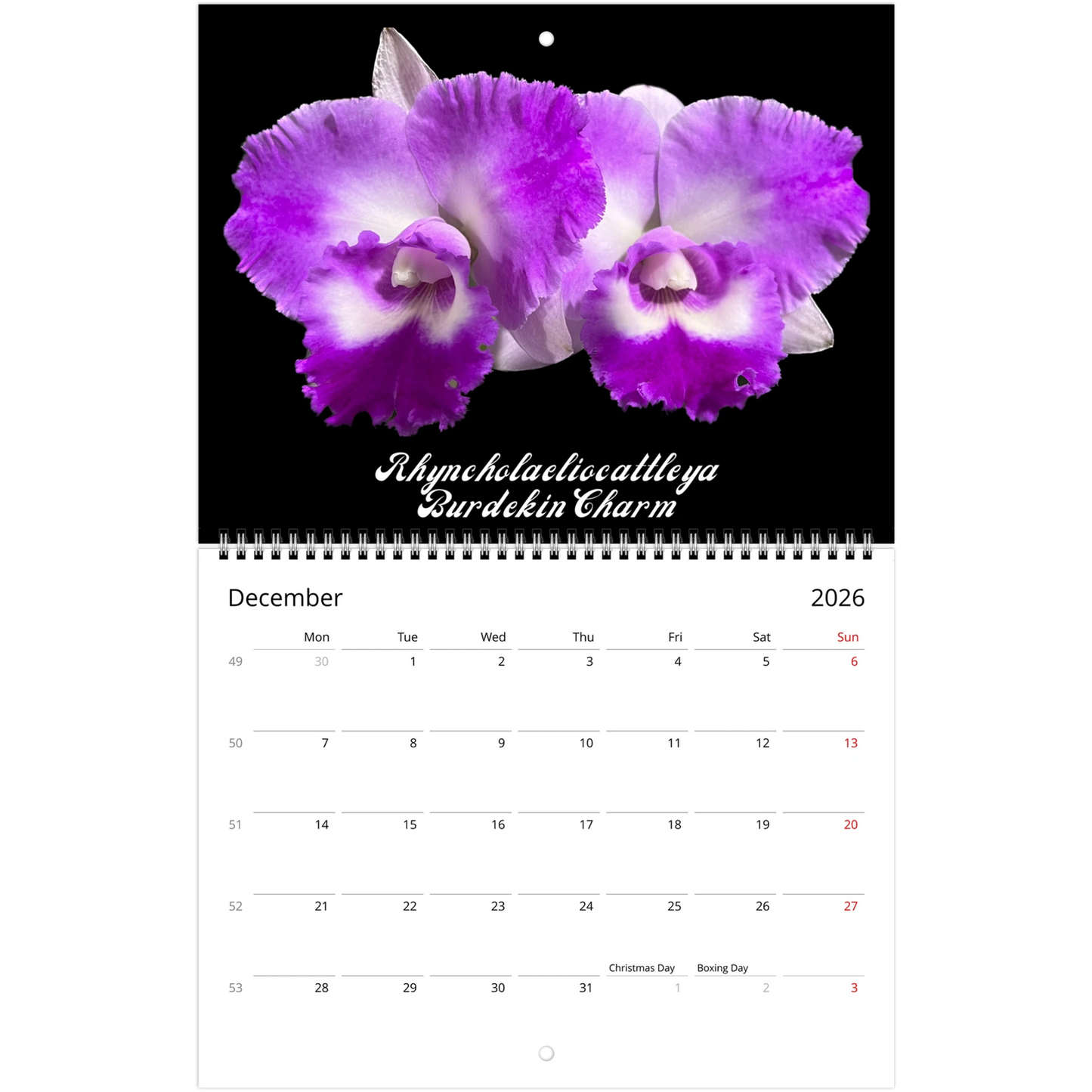 Catt's In Black Orchids 2026 Calendar (US & CA)