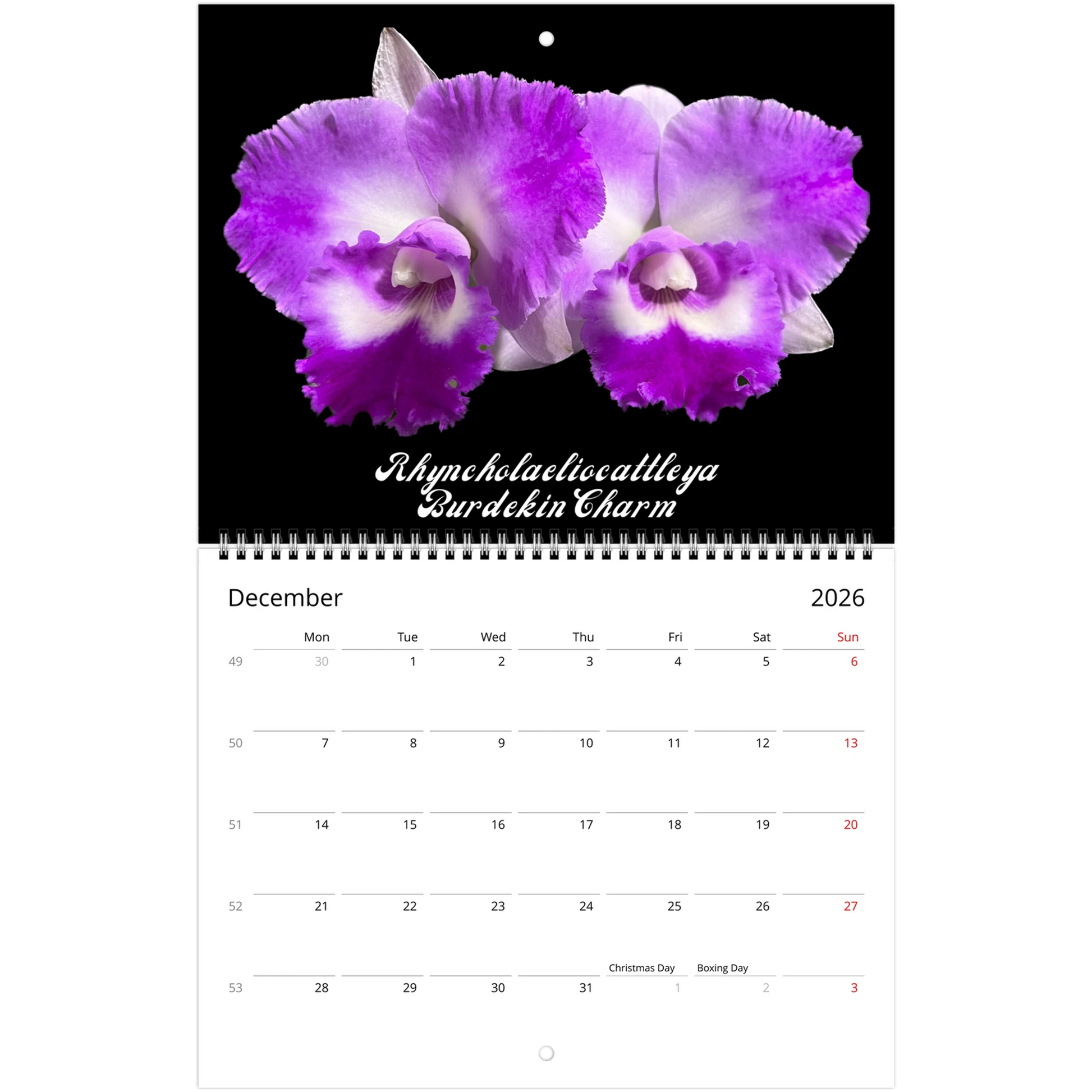 Catt's In Black Orchids 2026 Calendar (US & CA)