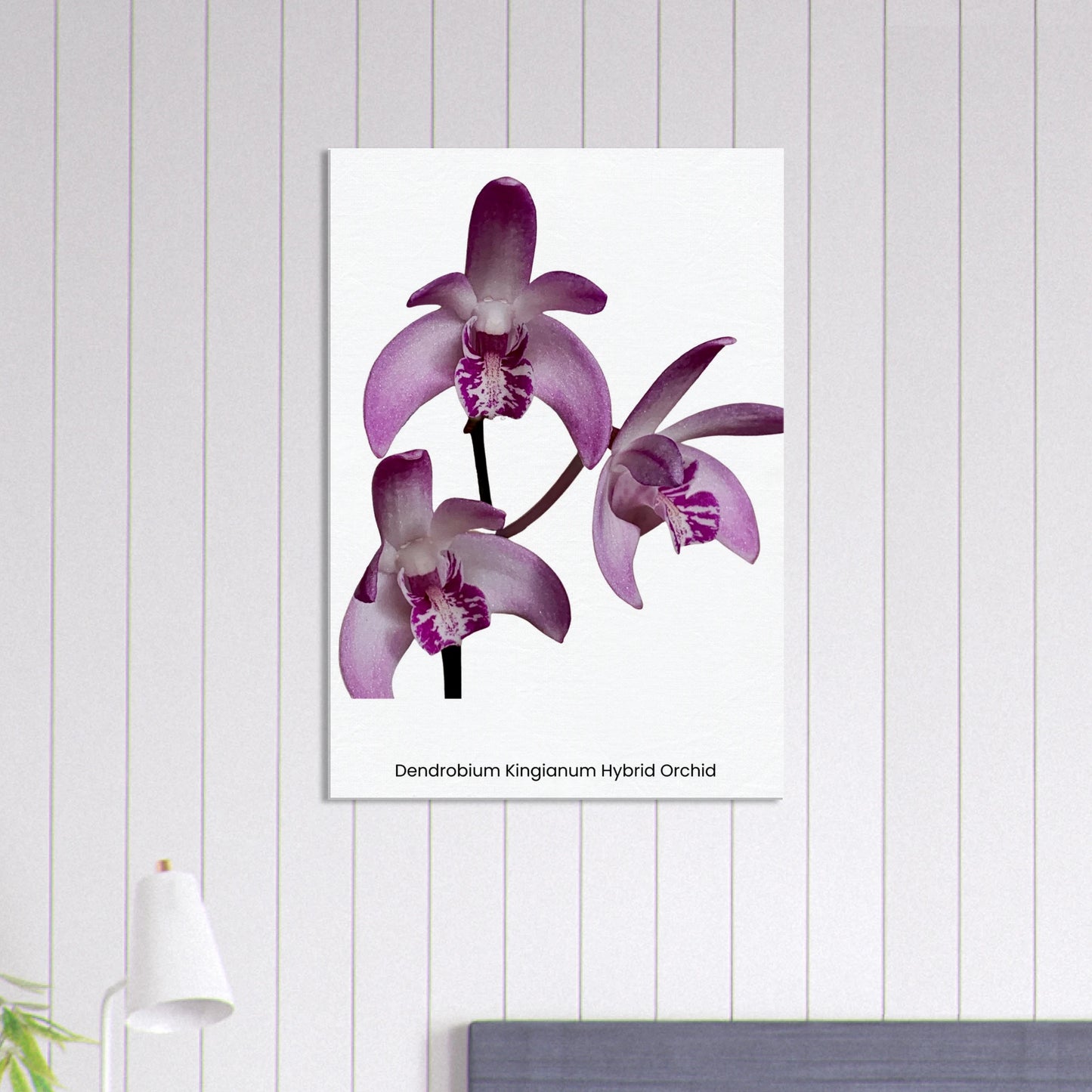 Dendrobium Kingianum Hybrid Orchid Canvas Print