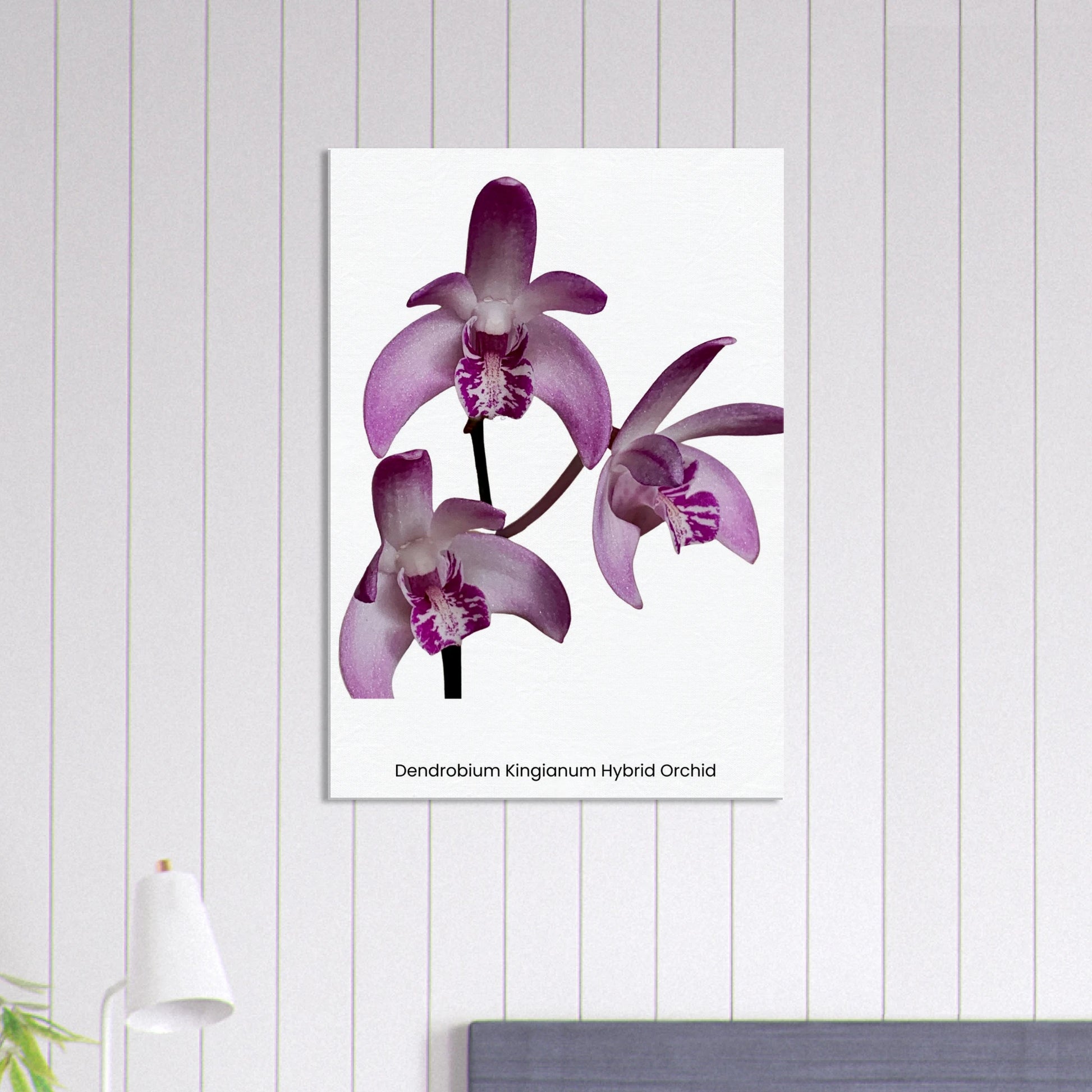 Dendrobium Kingianum Hybrid Orchid Canvas Print